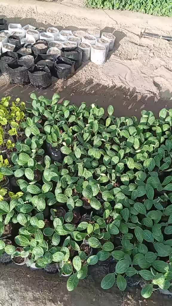 @prem nursery