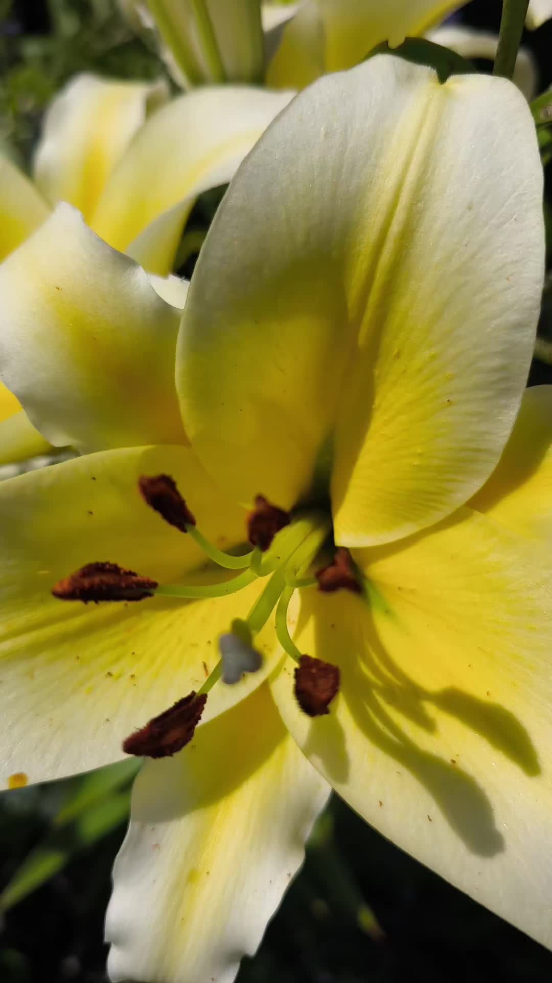@Nelfe🔆