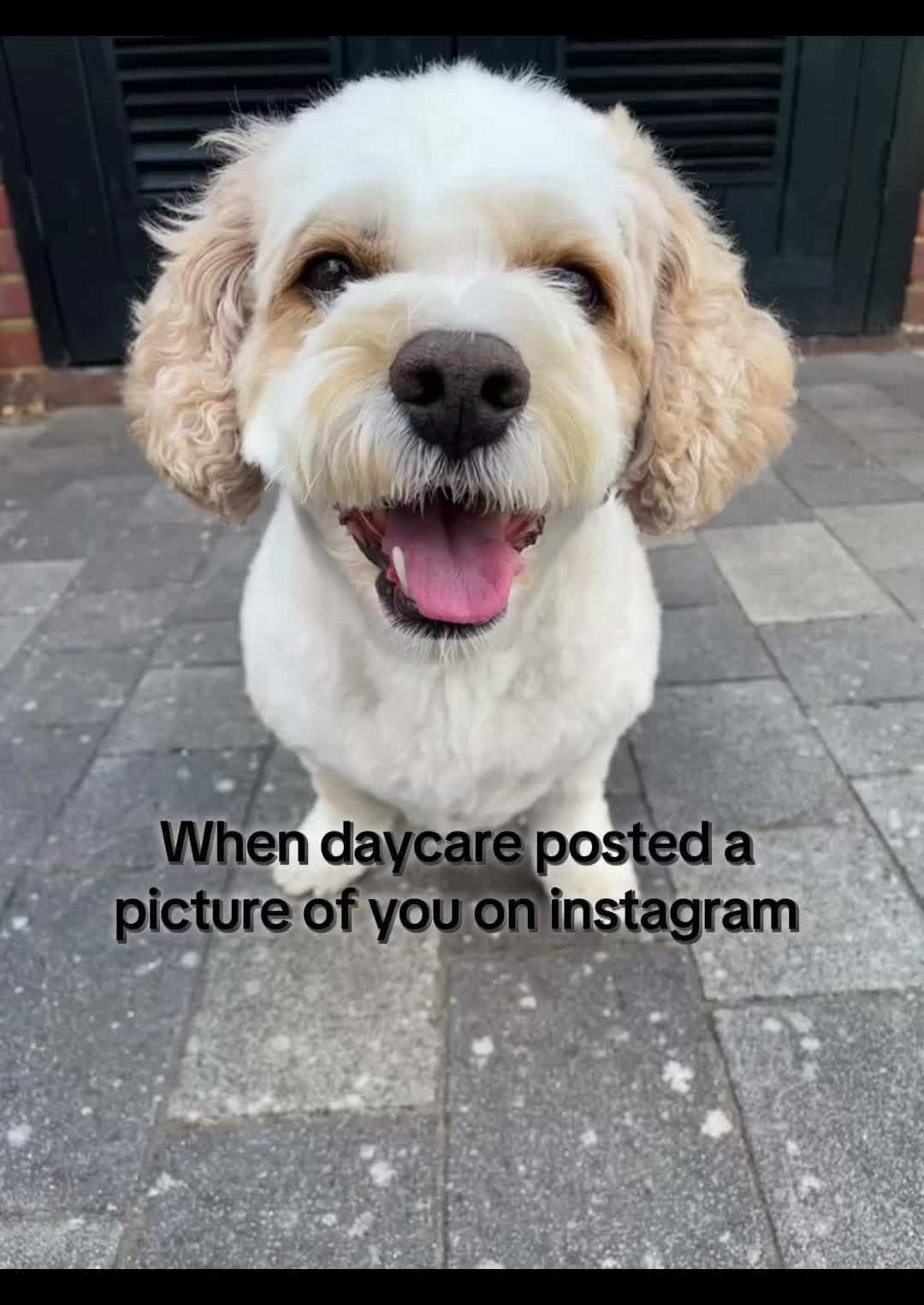 @My Cavachon