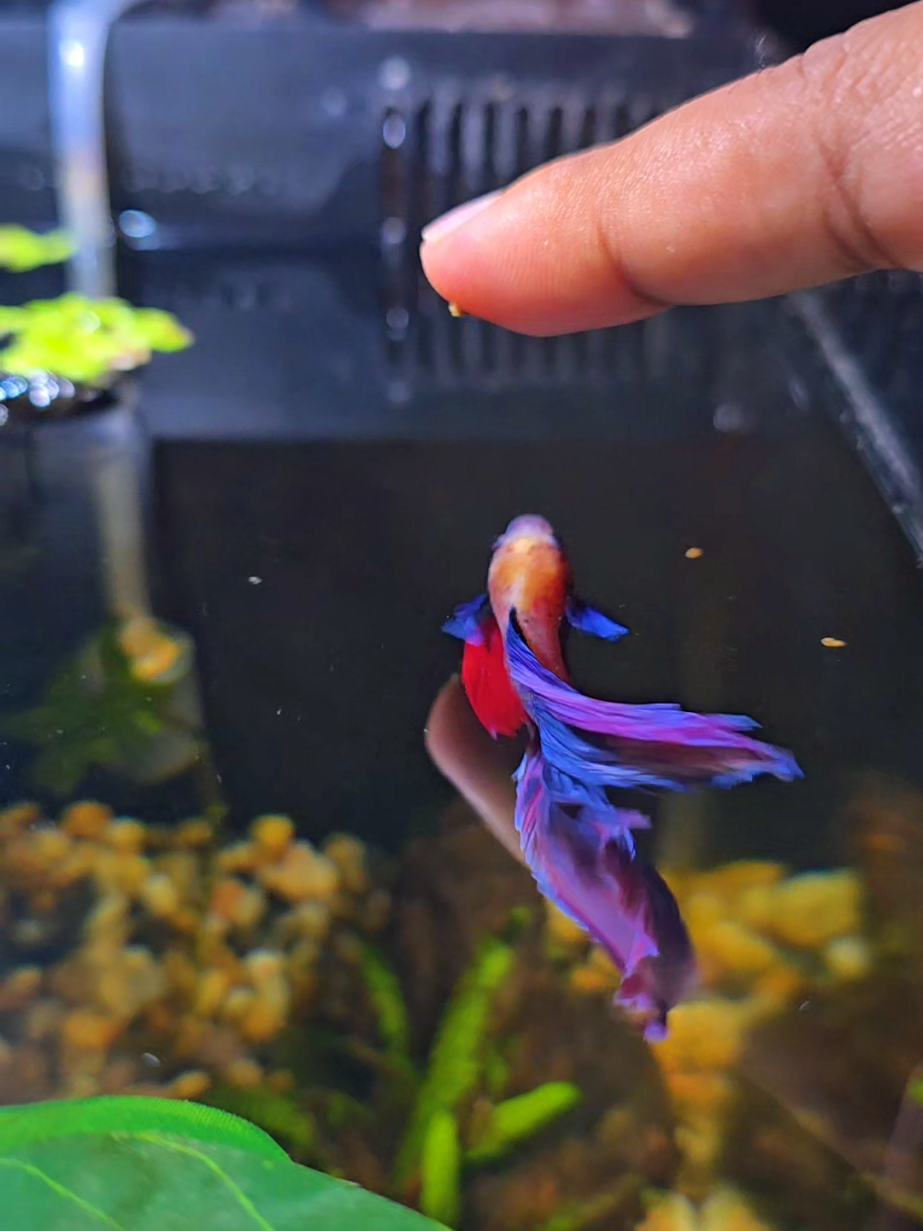 @NebulaTheBetta