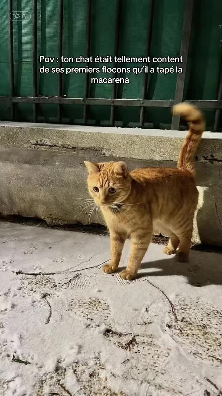 @ℂ𝕙𝕒 & 𝕄𝕚𝕝𝕠 ♈︎ 🐱