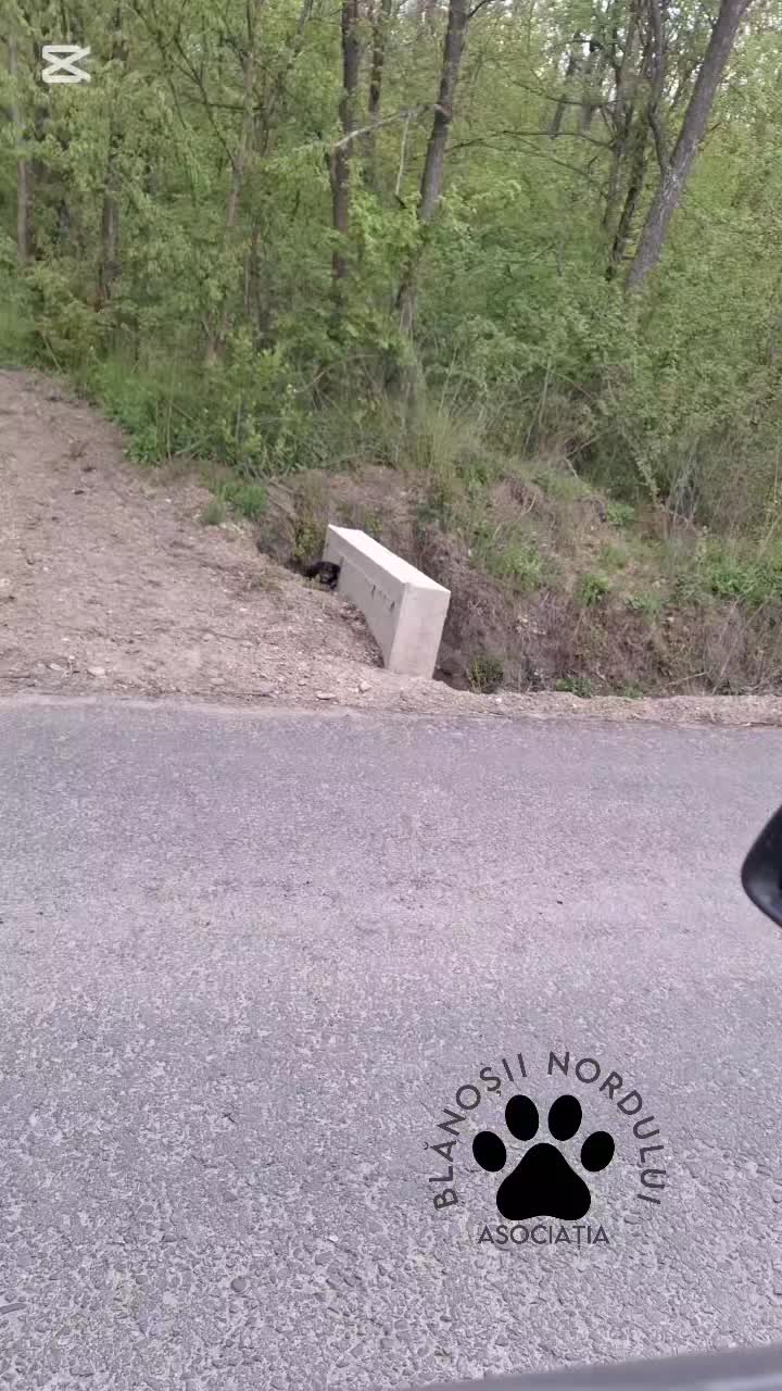 @Blanosii nordului