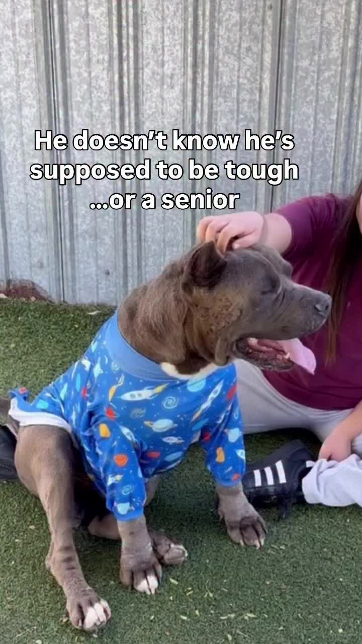 @Cane Corsos