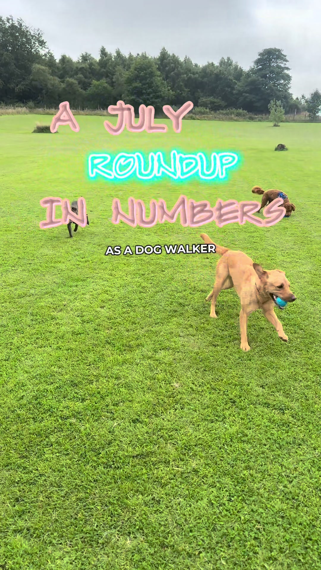 @Paws & Unwind | dog walker