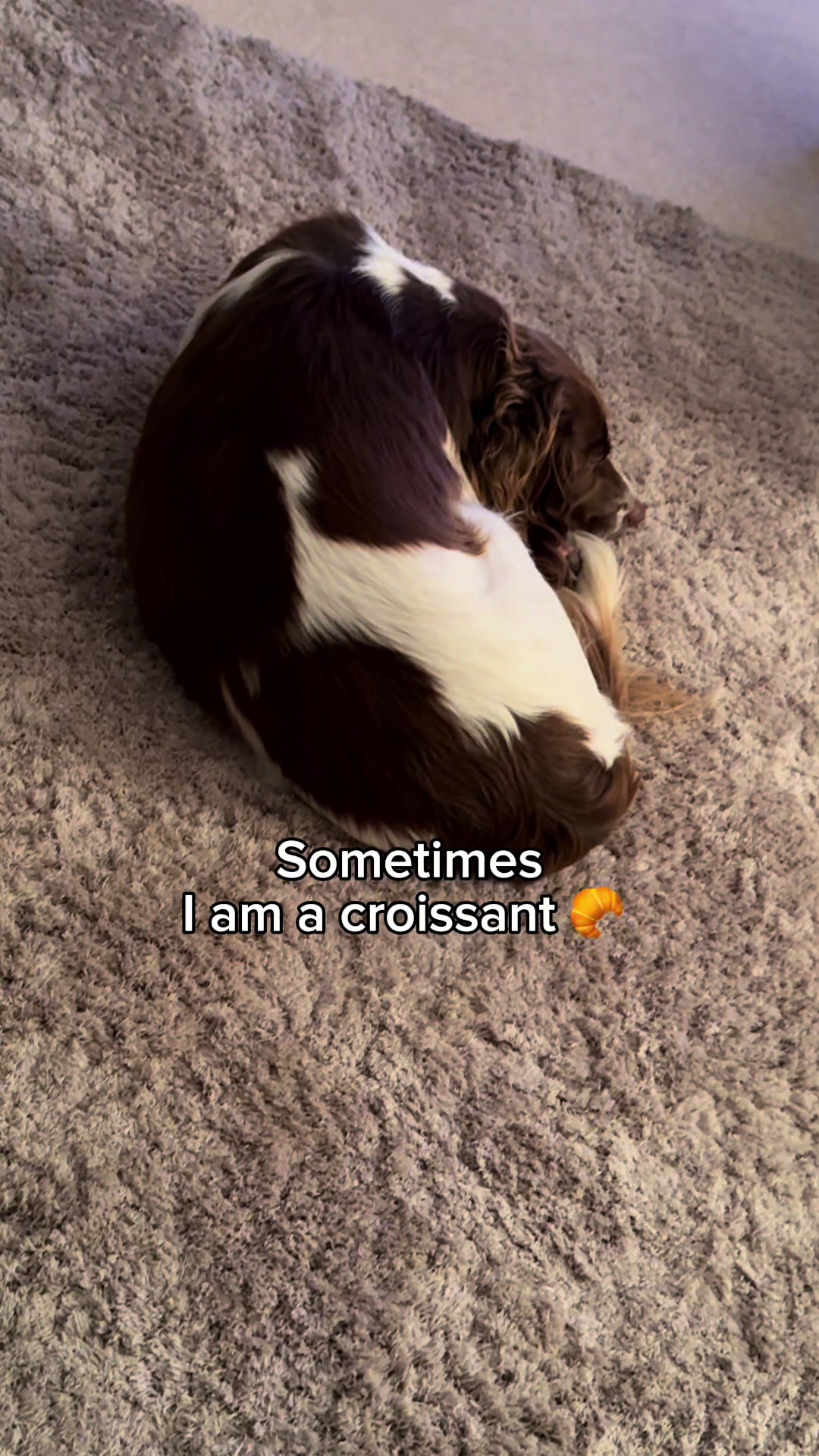 @Jinky Springer Spaniel ๐พ ๐