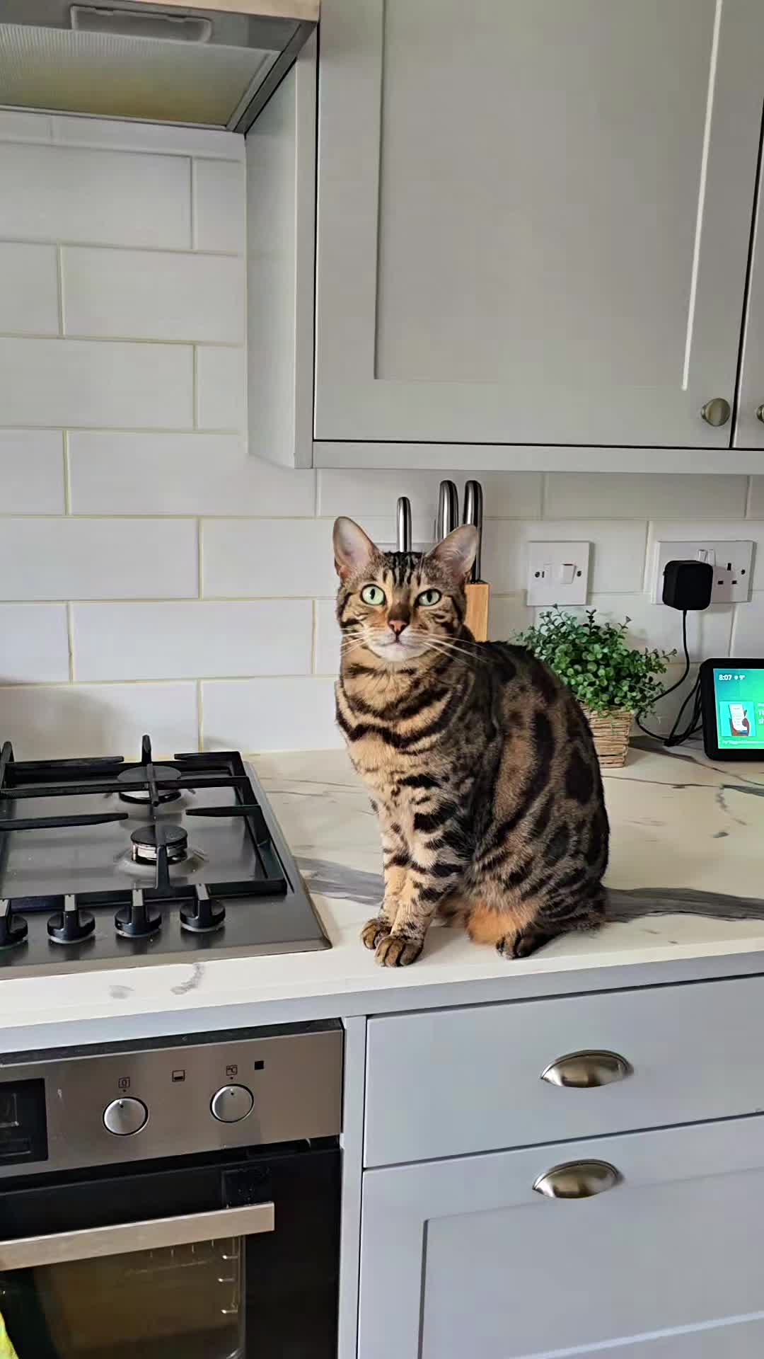 @Paris the Bengal cat