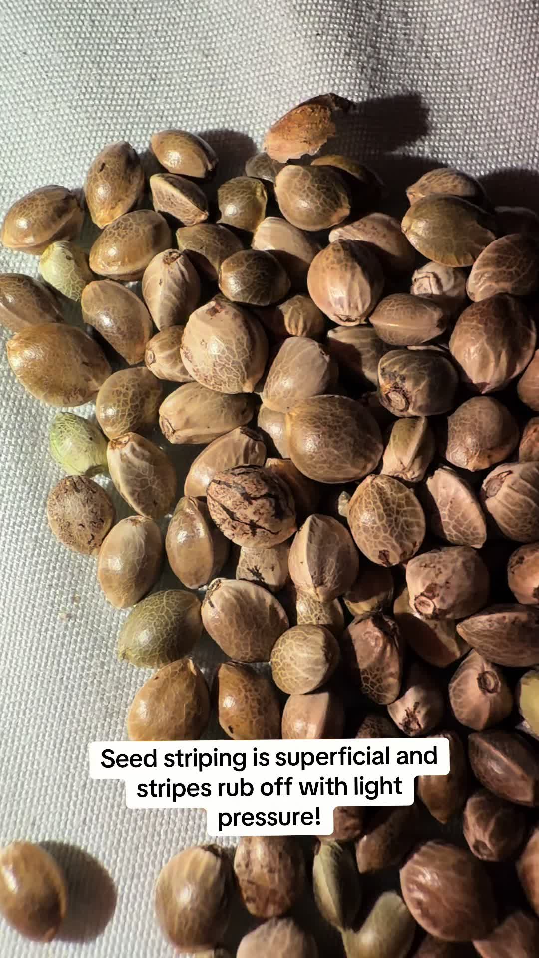 @SEEDTIVA