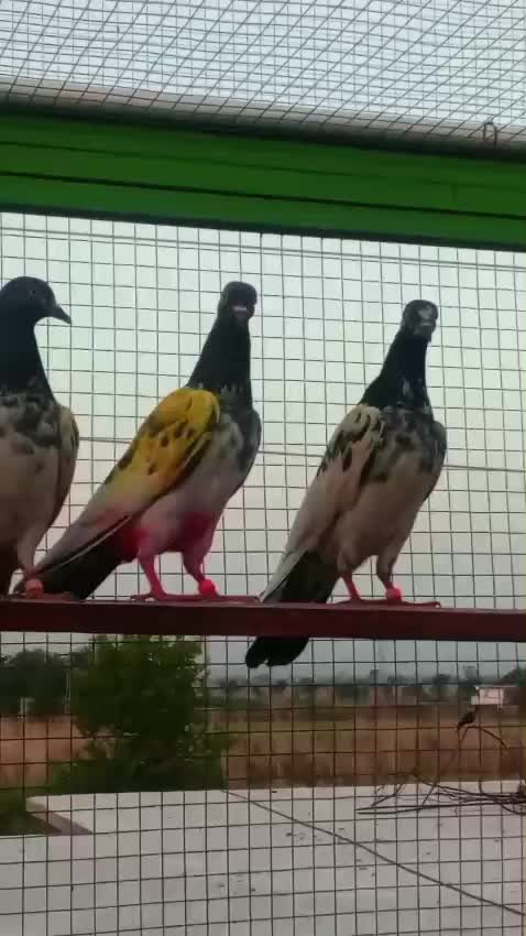 @چھت شہزاد عرف  سنی UK