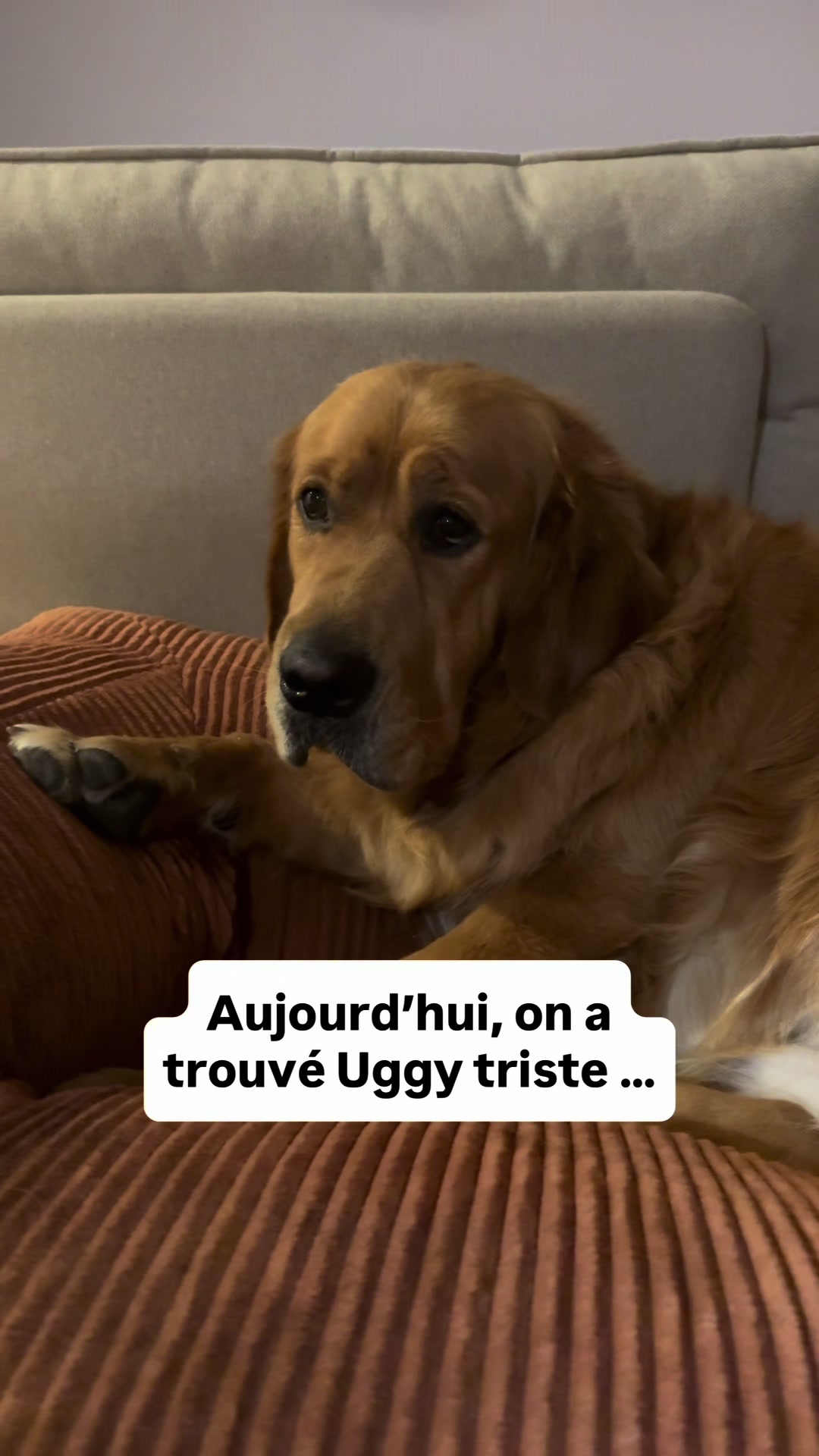 @Uggy Le Golden 🐶