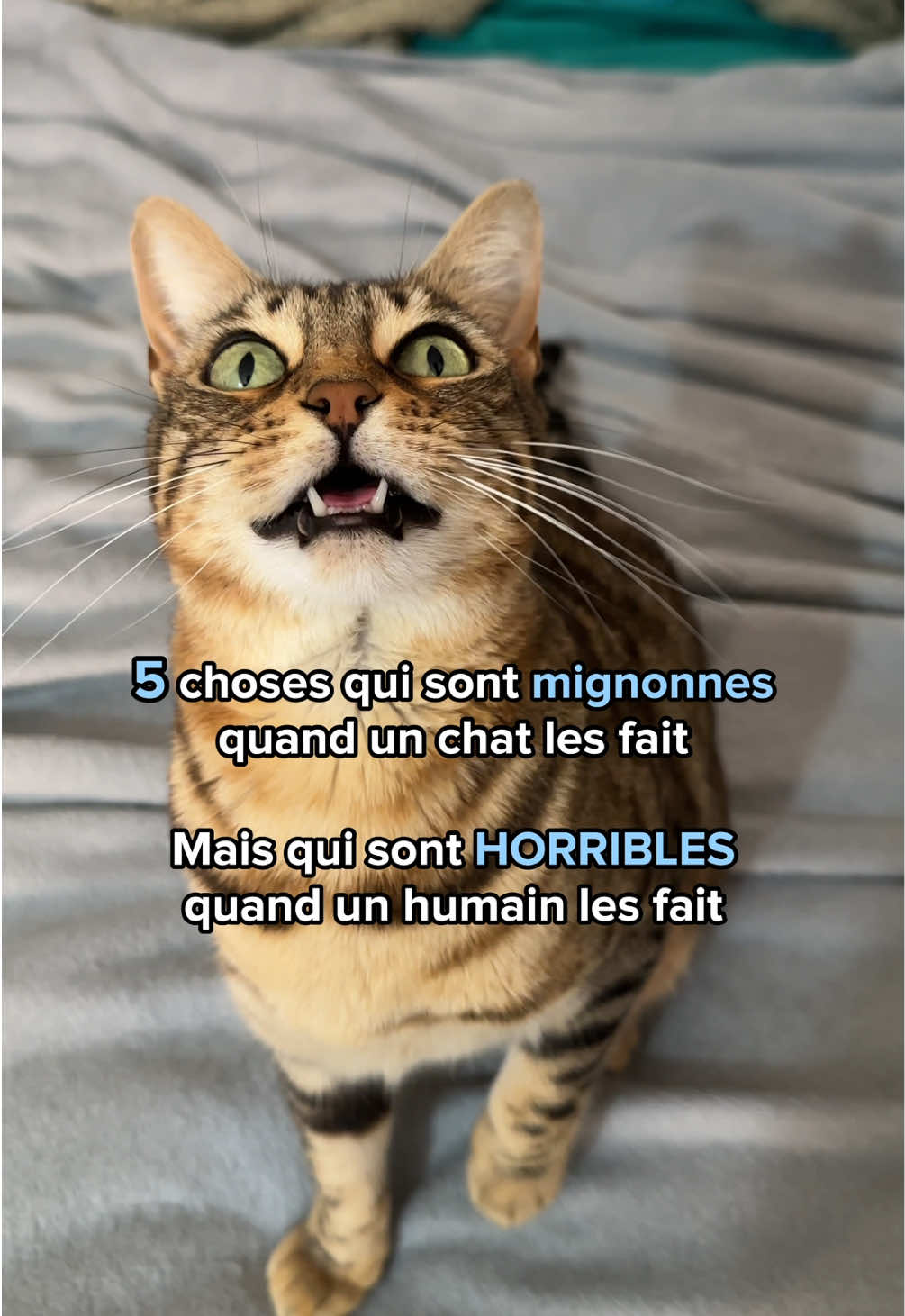 @Ricki the Bengal