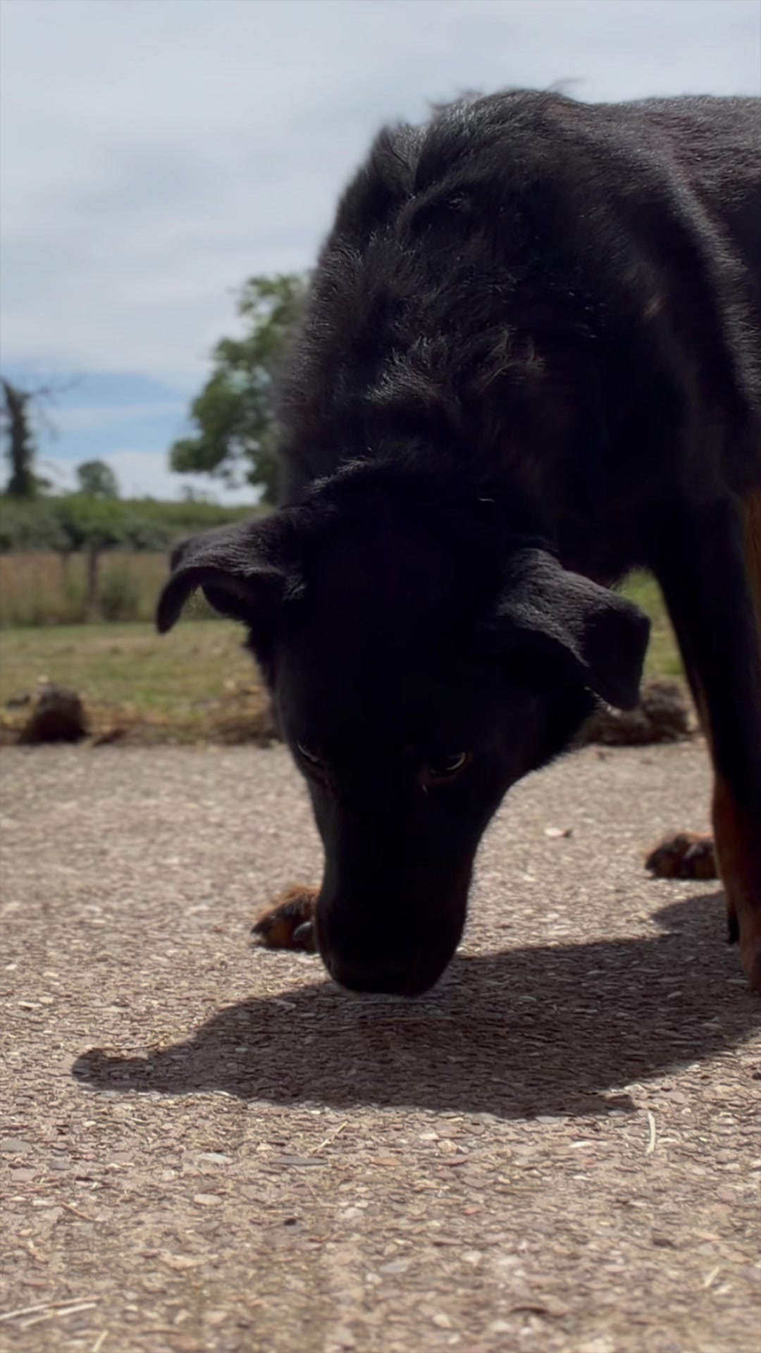 @Alexandra Butler-Enigma Canine
