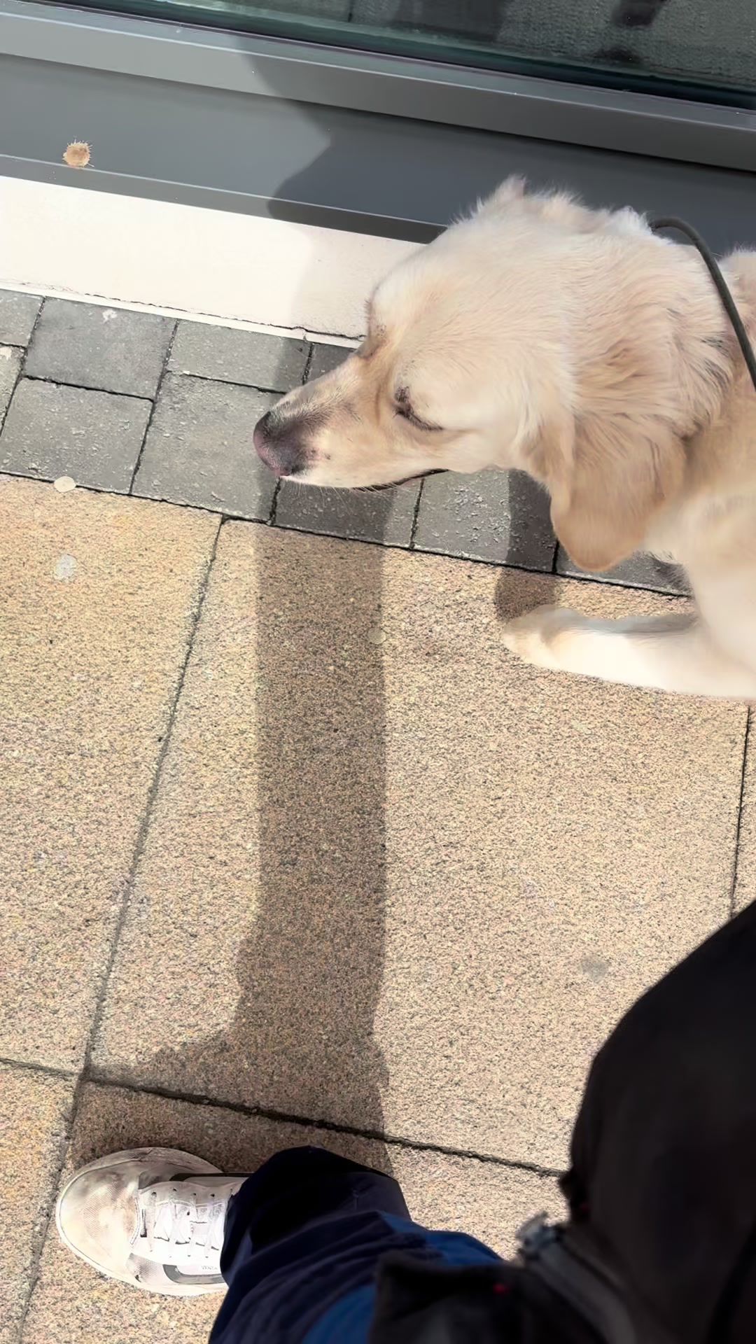 @Michael || Dog Trainer
