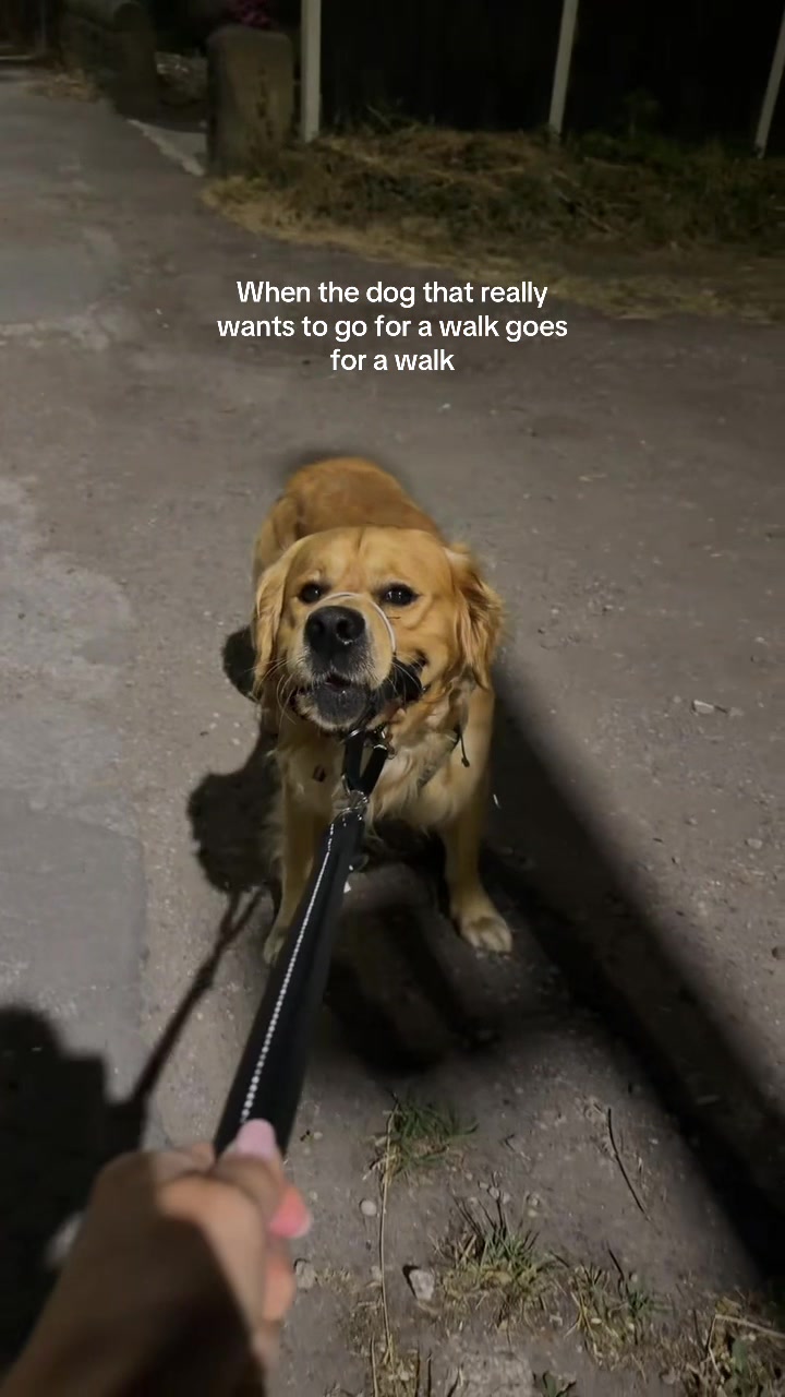 @Joey The Golden