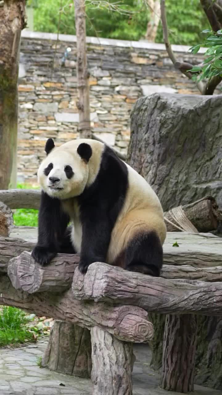 @pandy_pandaa