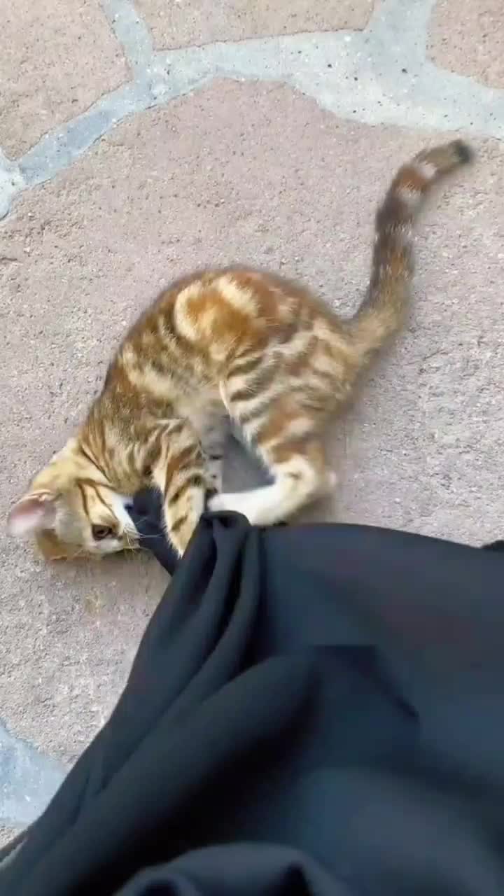 @✨ستارۃ الحجاب🧕