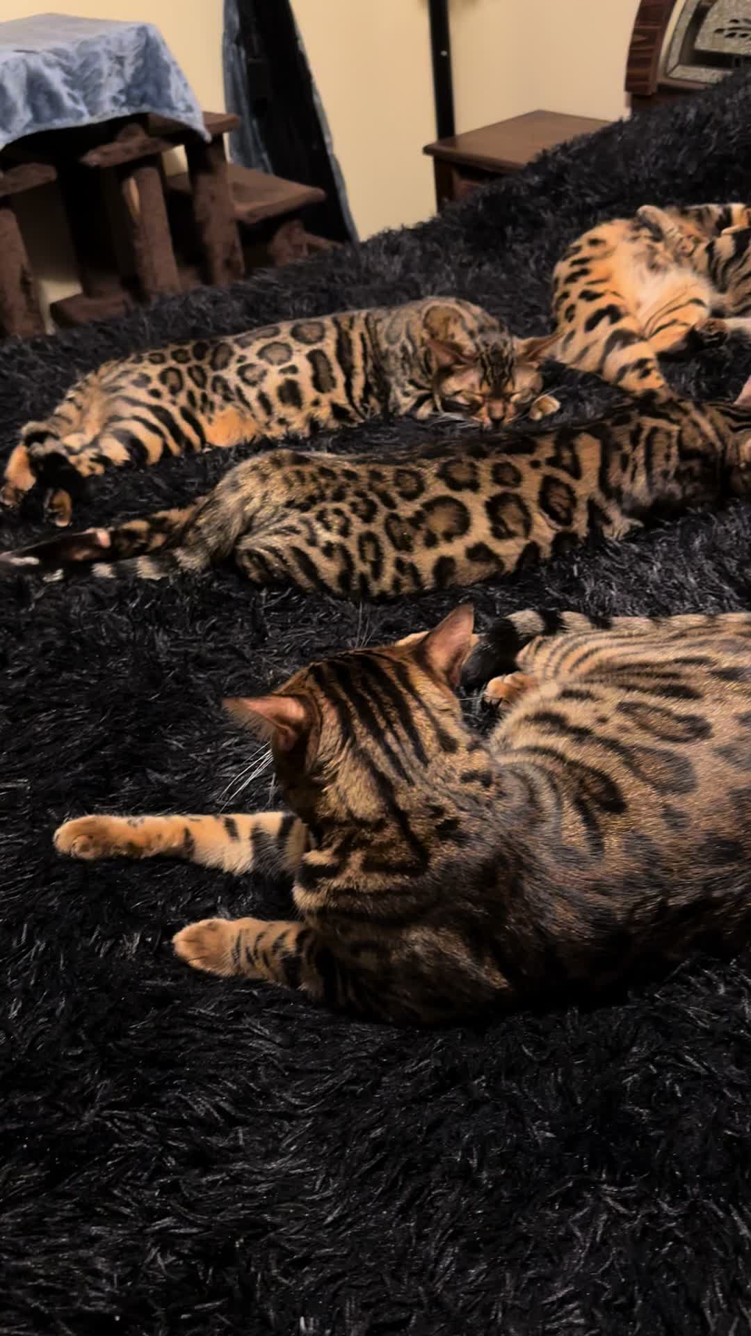 @Tiny Leopard Cats