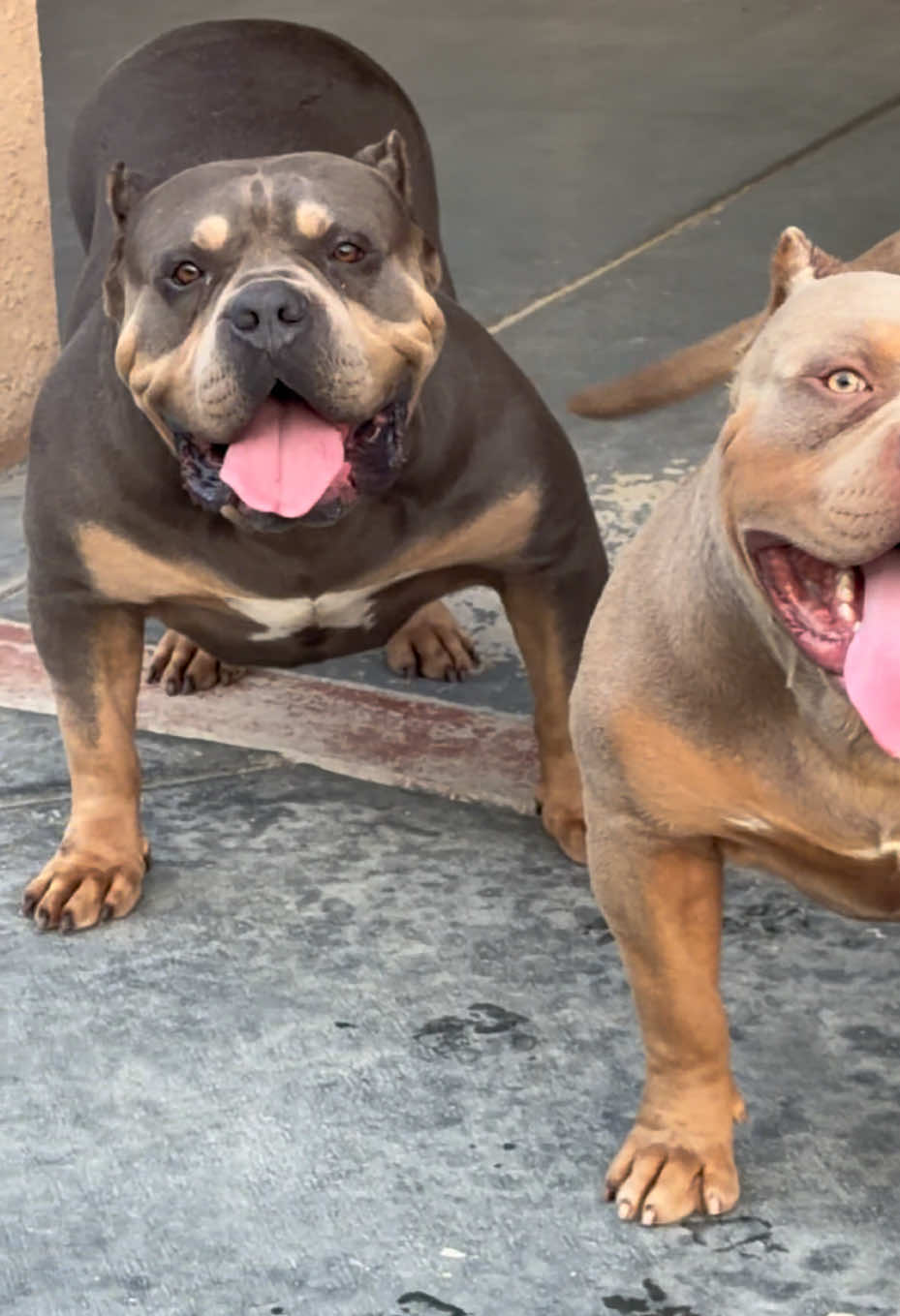 @@Dublinekennels