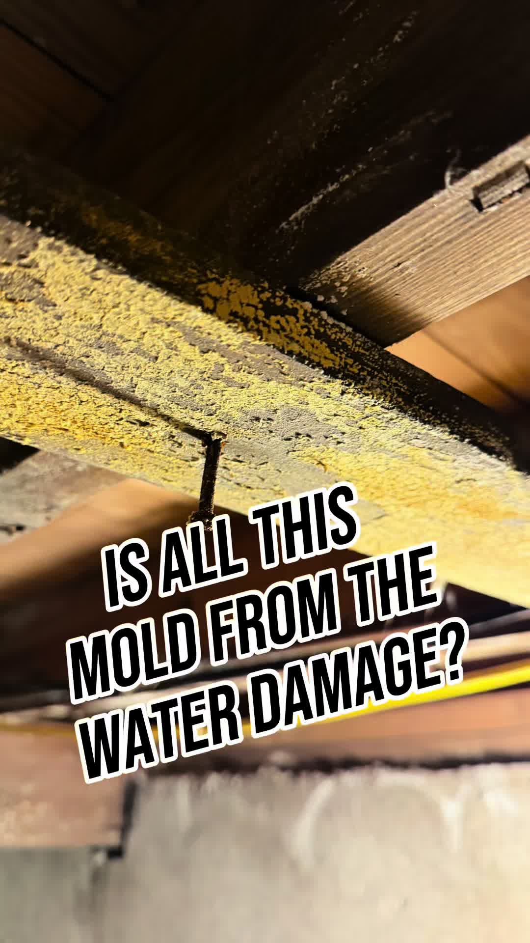 @Long Island Mold Guy