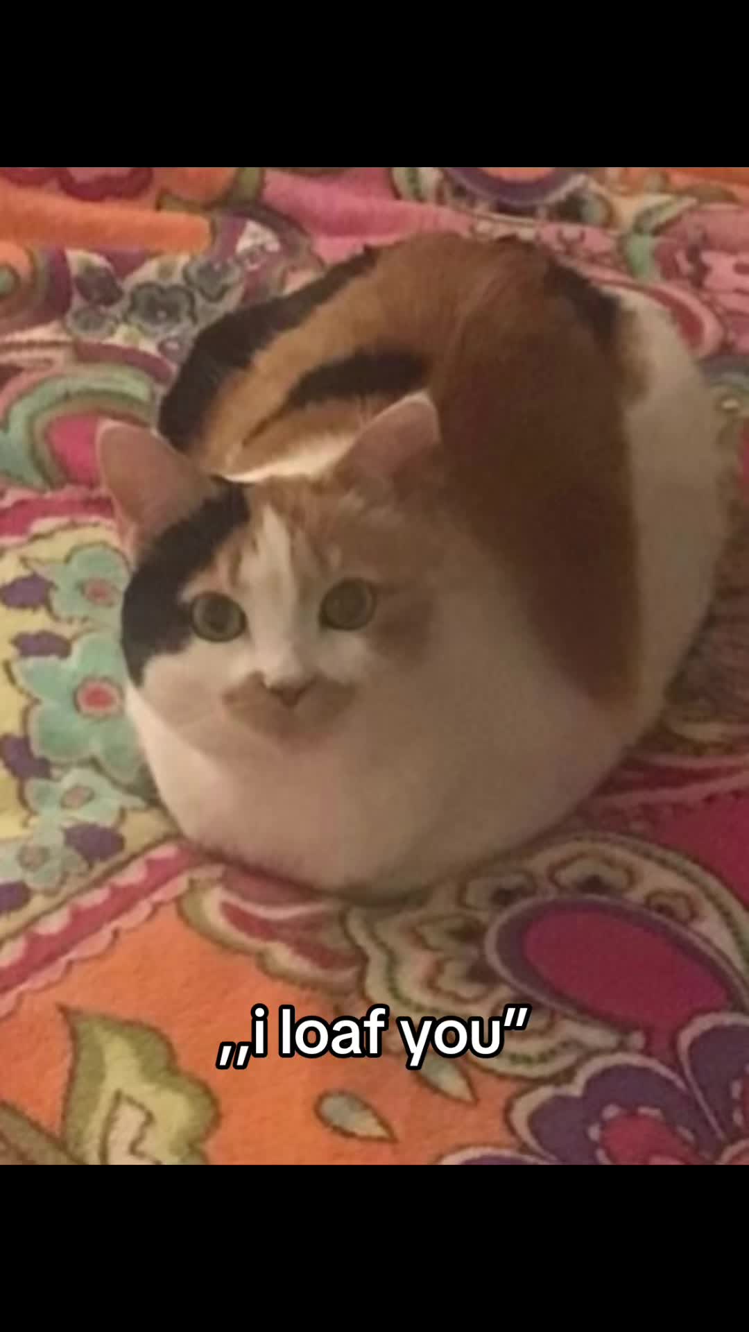 @𝒞𝑜𝒹𝓇𝒾𝓃