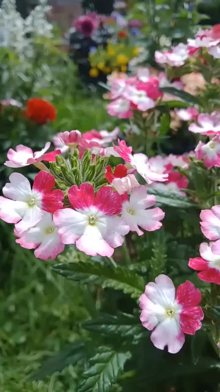@Jaskółeczka 💫💫💫💫