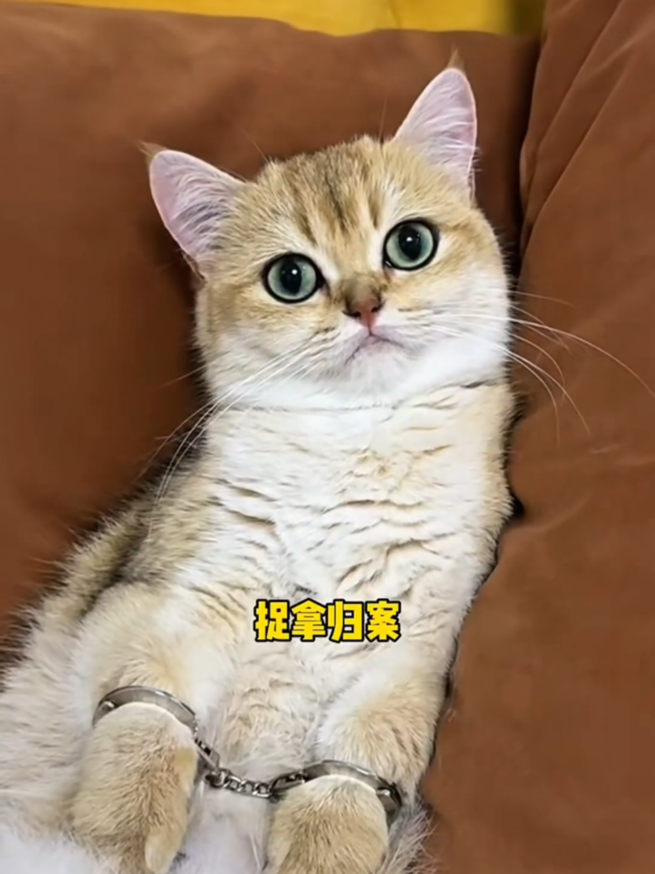 @Cute Cats Zone