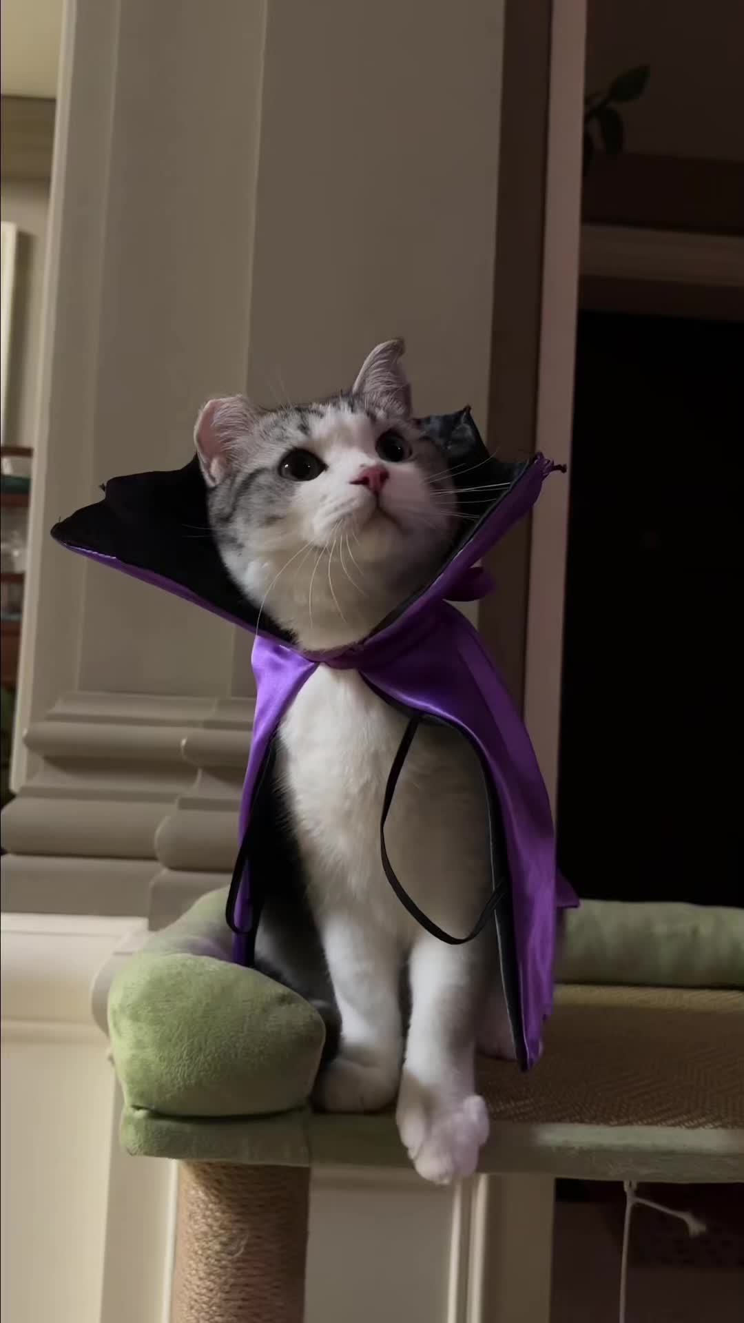 @SpookyBox