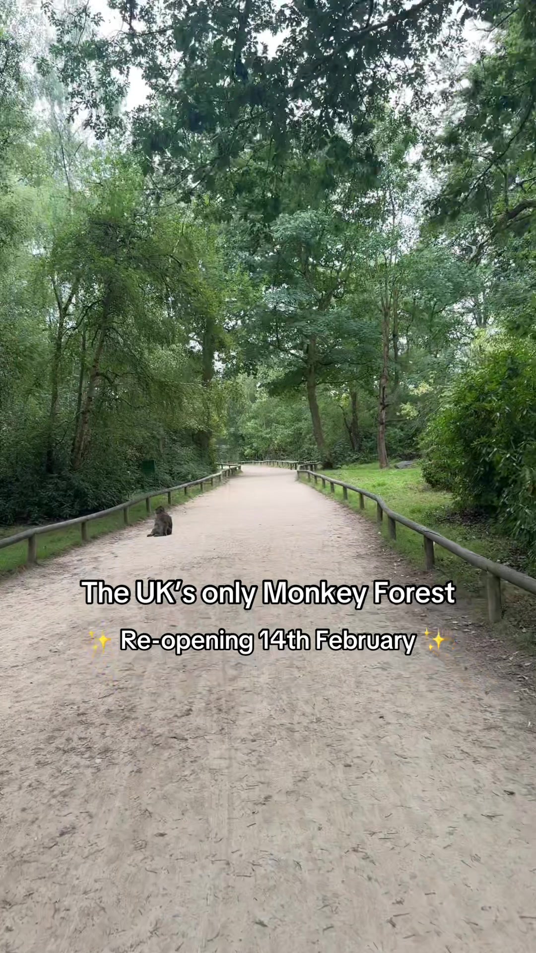 @Monkey Forest