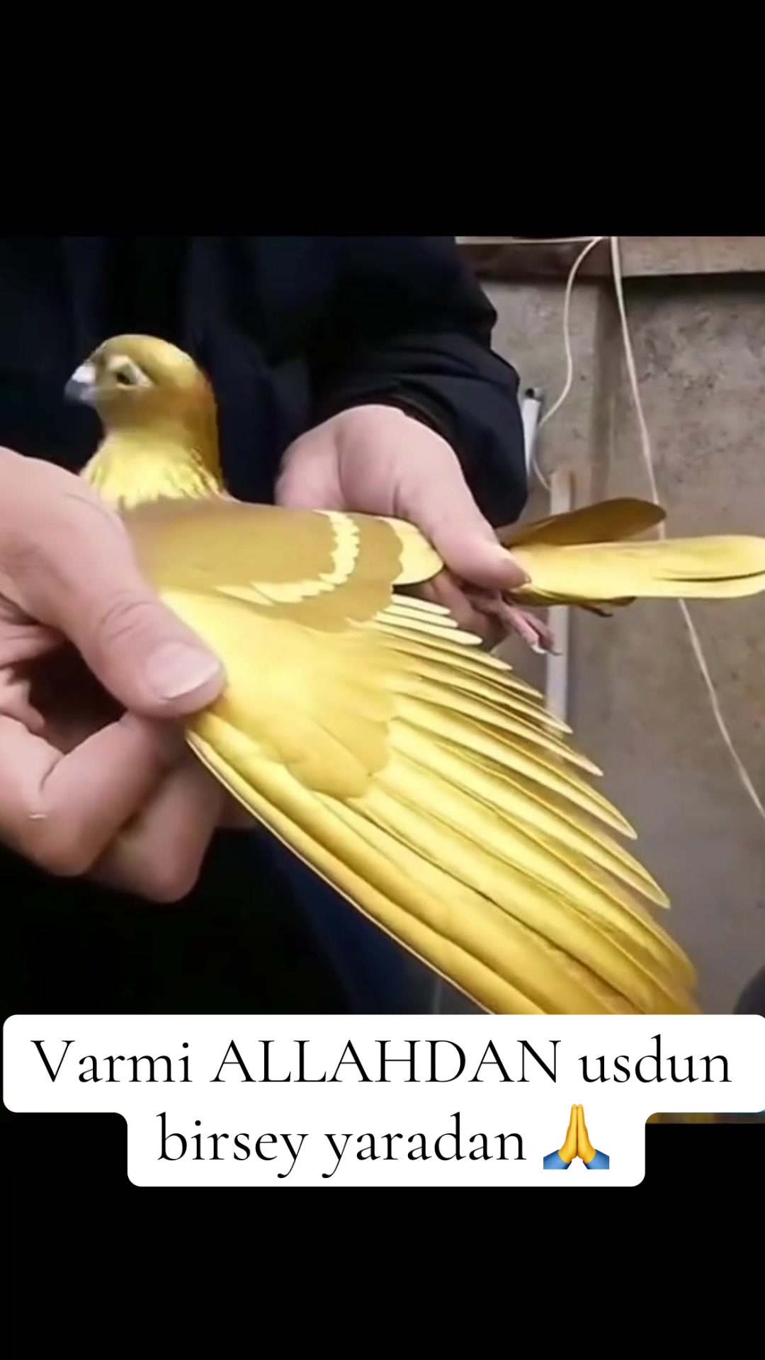 @Kenan001