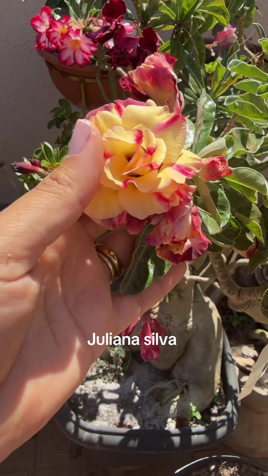 @Juliana silva