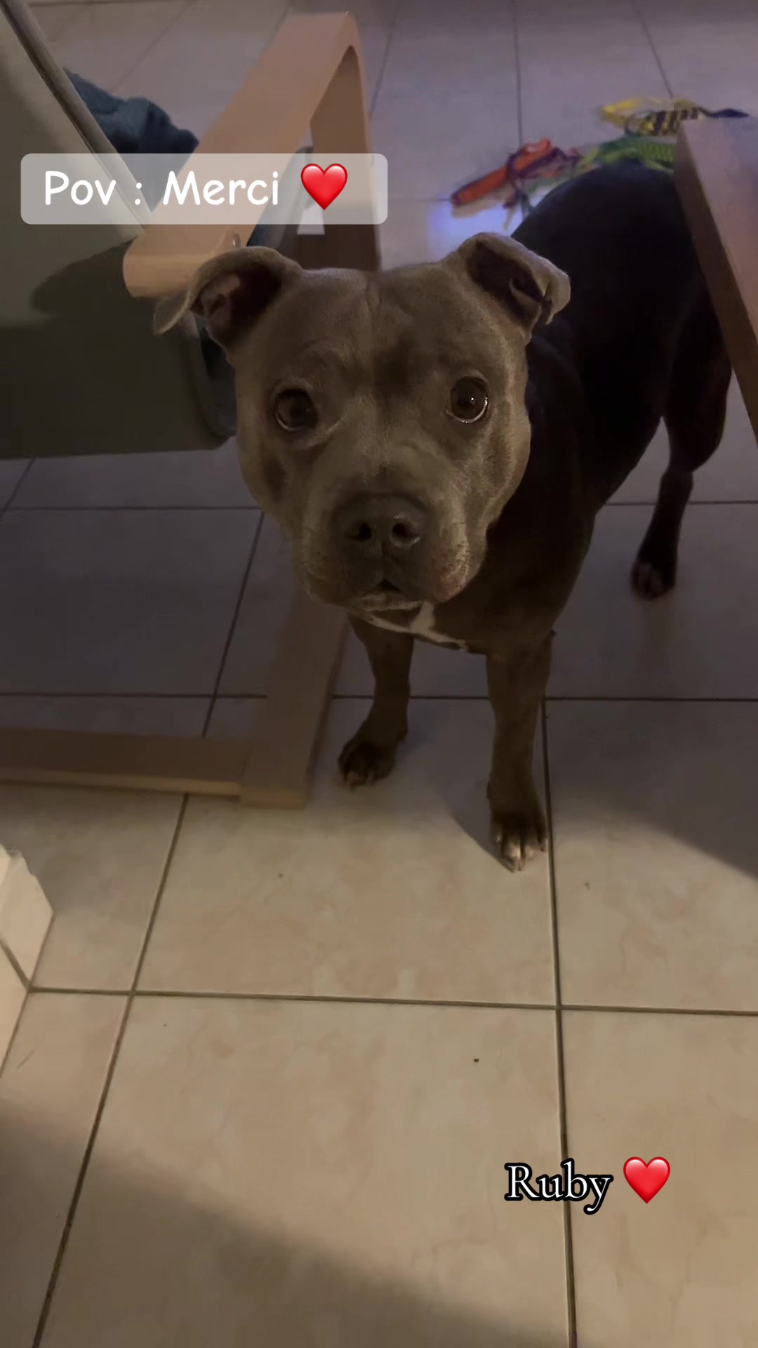 @rubylove_staffie94