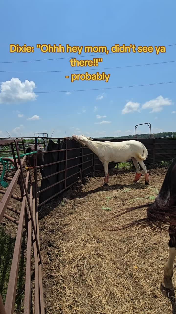@Small Town Farm LLC