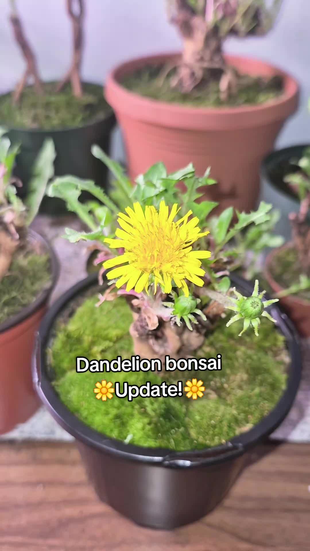@big veiny dih hopps69🌱