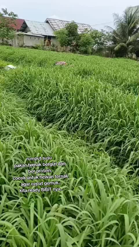 @ahmad mutuah.( CEK MAD )🌾🌾