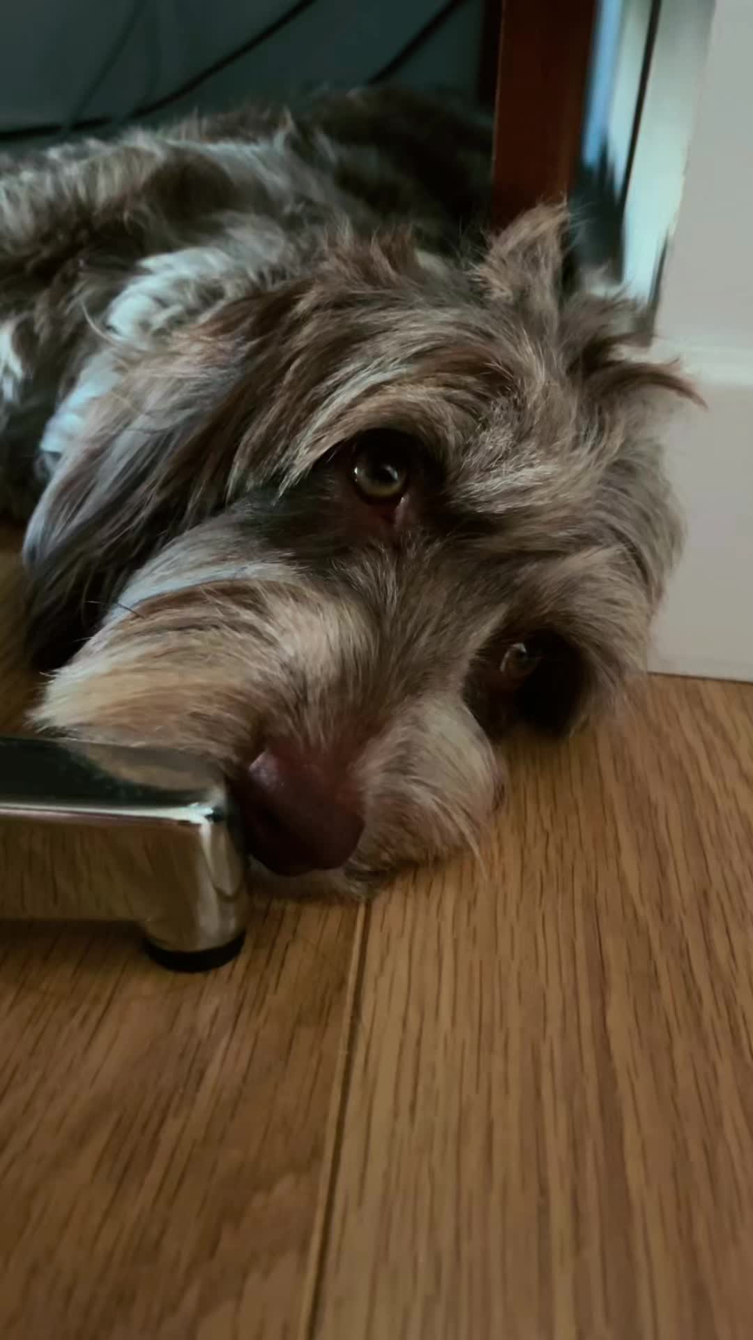 @pennythesprockerpoo