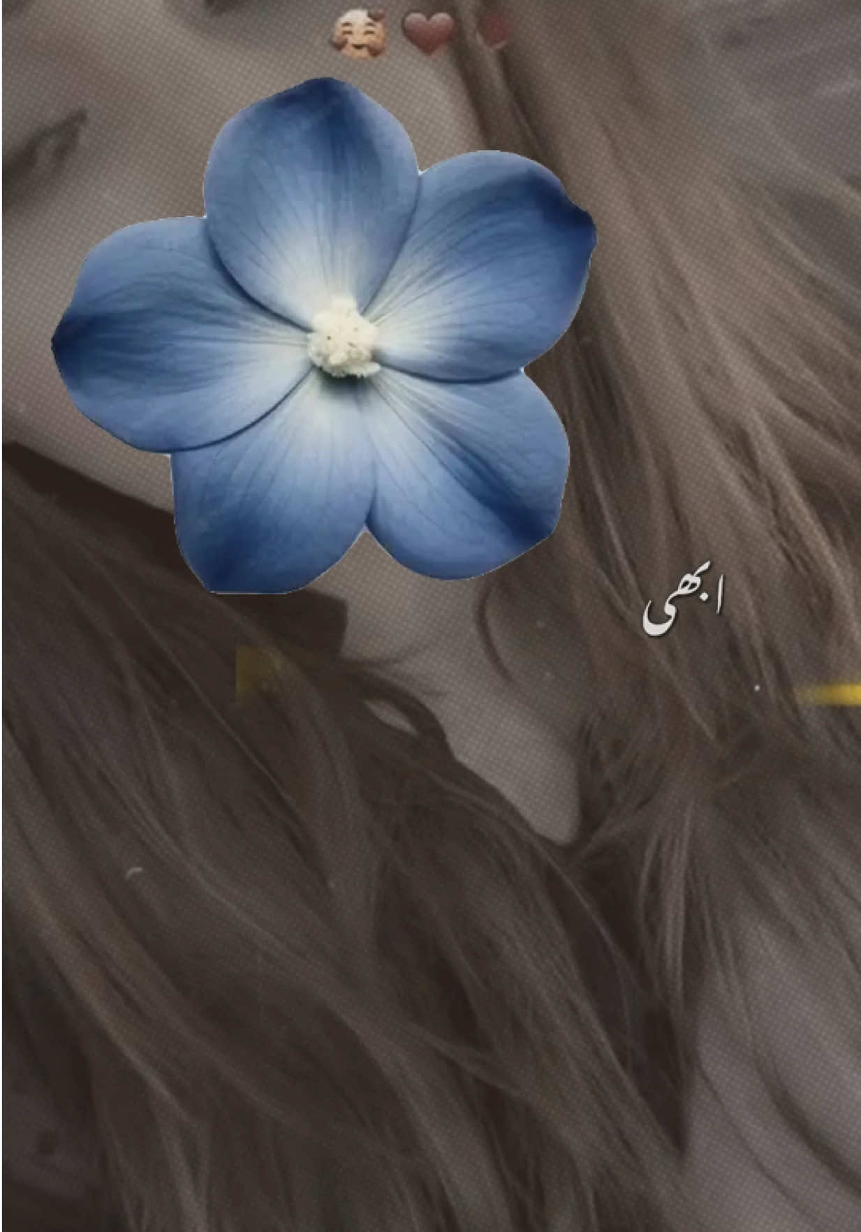 @Bixkit100