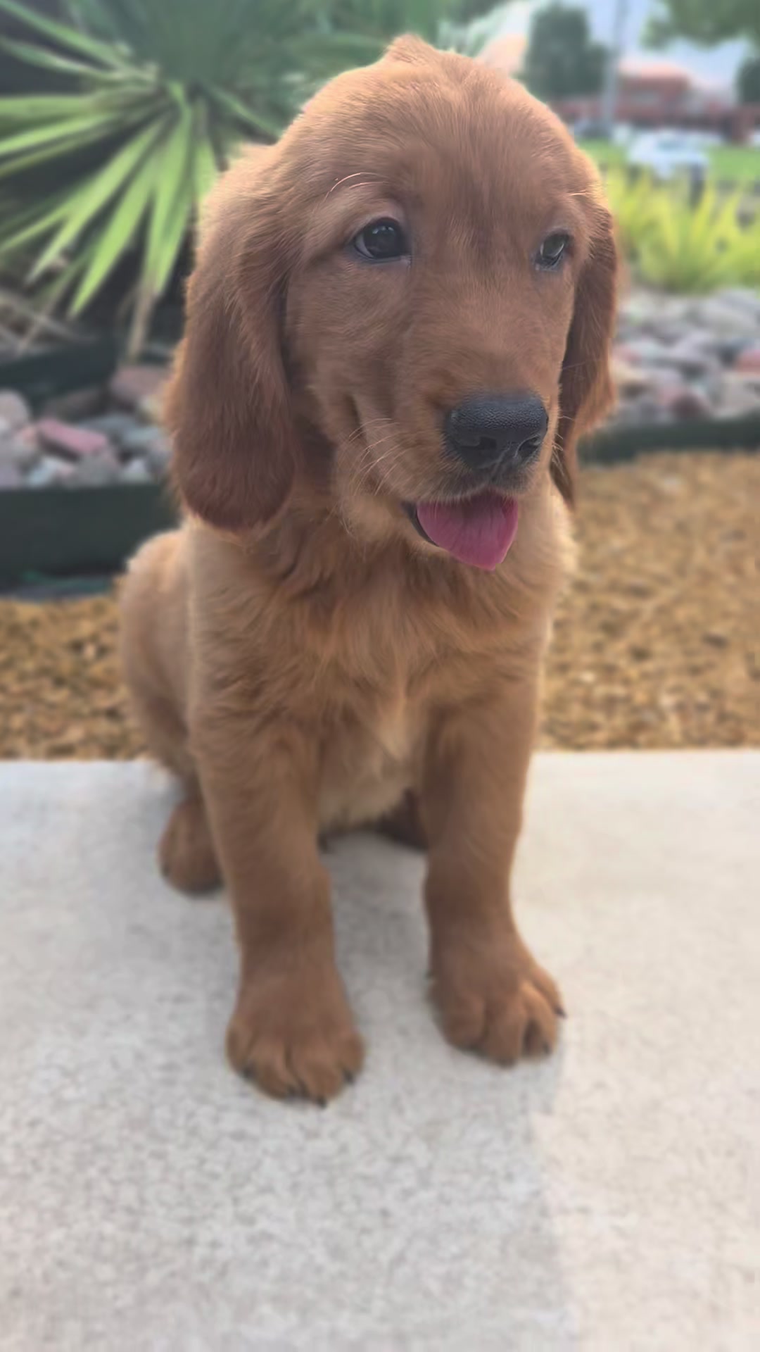@Petland Oklahoma City