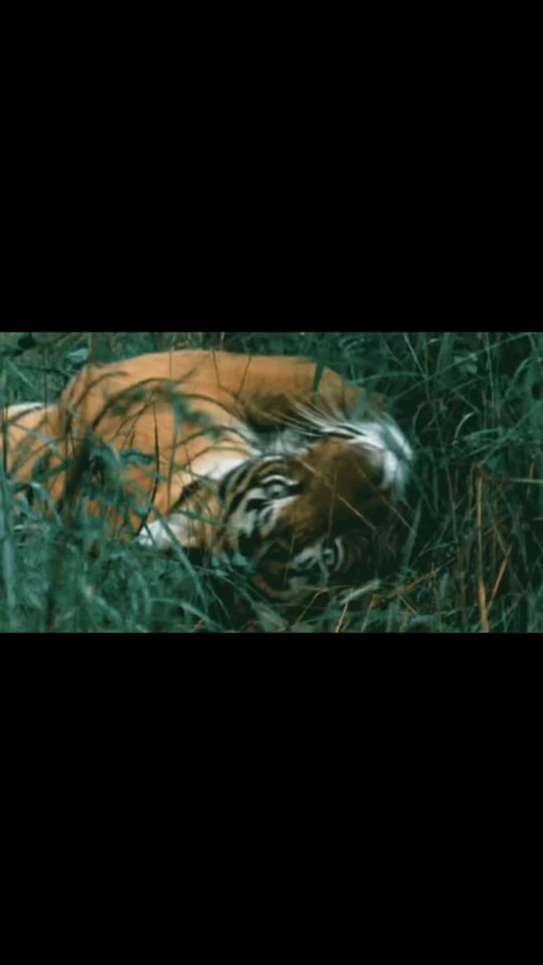@tigress.empress_nnq