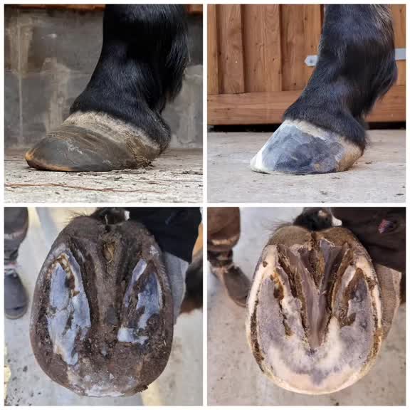 @skilly.hoof.hufpflege