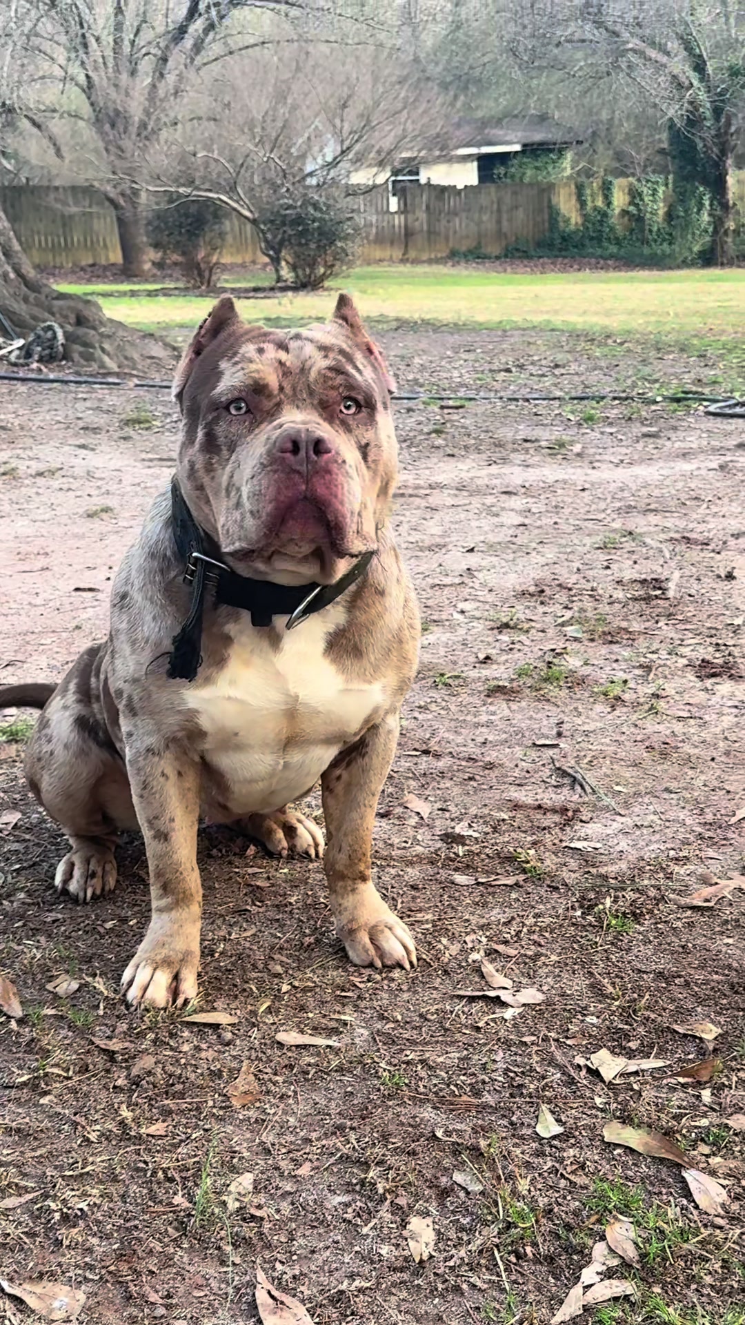 @Alpha Z Kennels