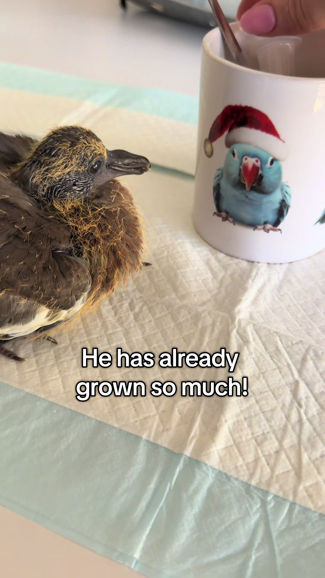 @Nekobutts 🐦