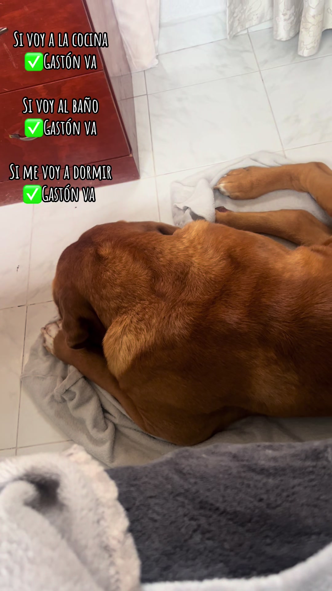 @Gaston el cachorro