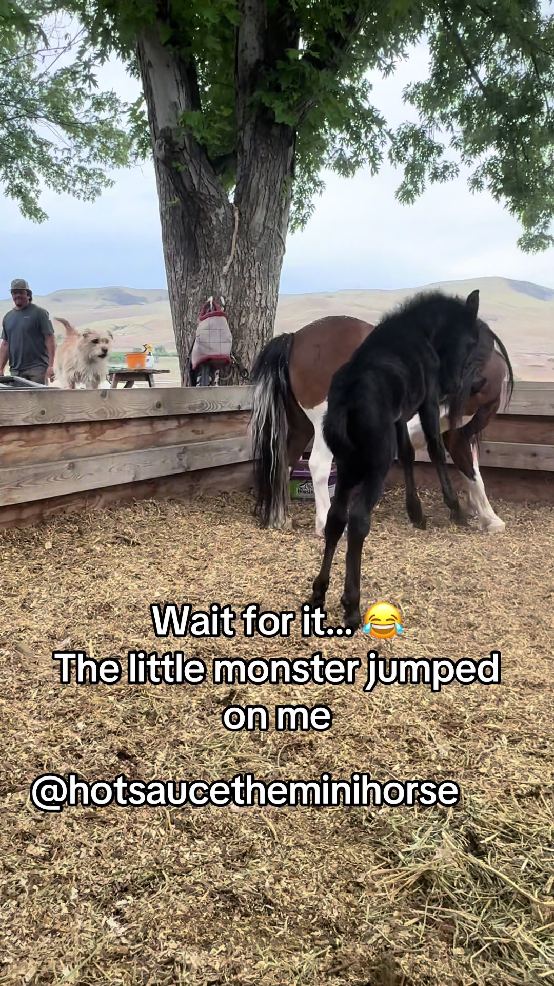 @Hot Sauce the Mini horse 🐎