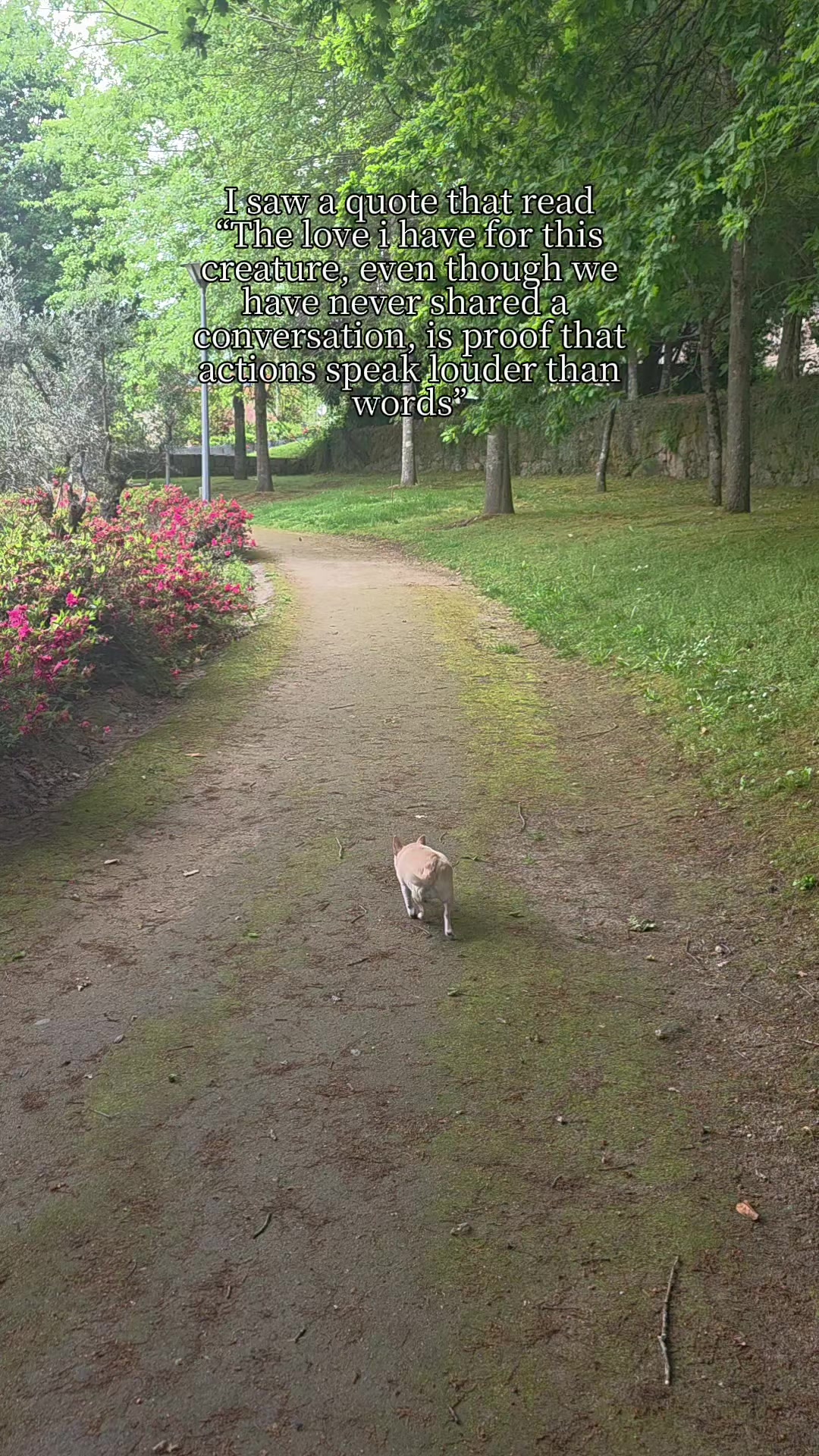 @Camila, a Chihuahua