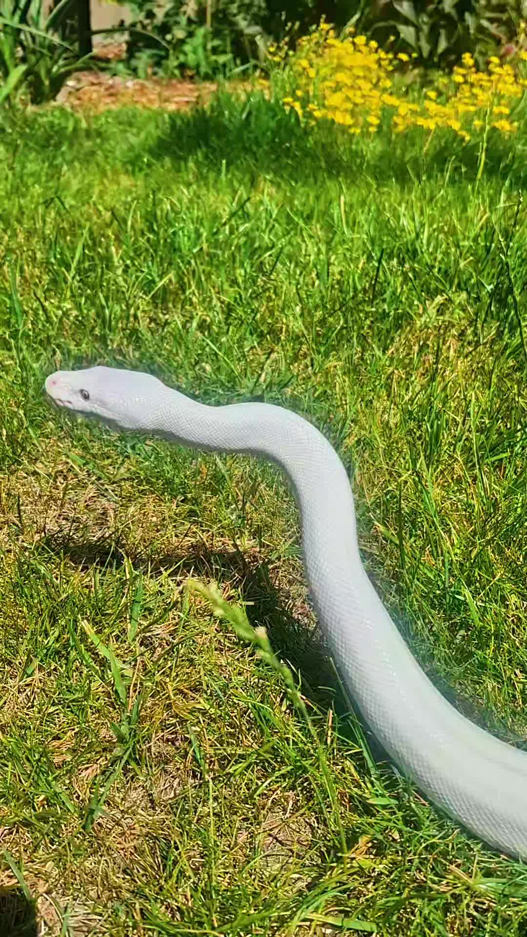 @#genxandherpets