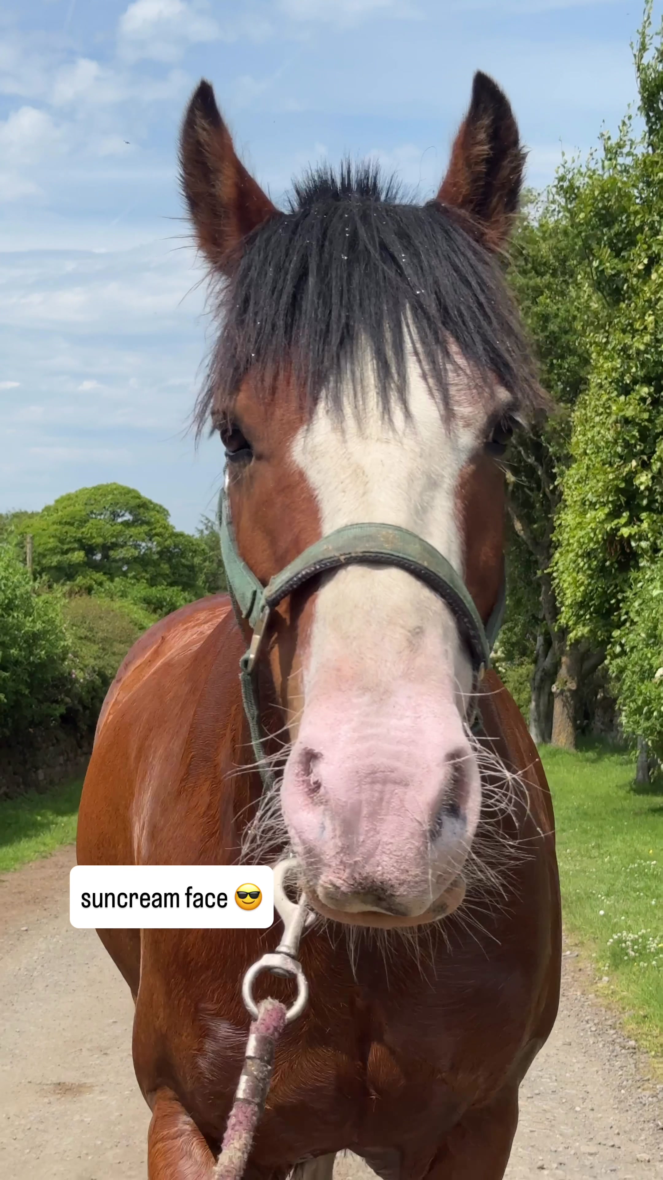 @Yardd | Equine Life Simplified