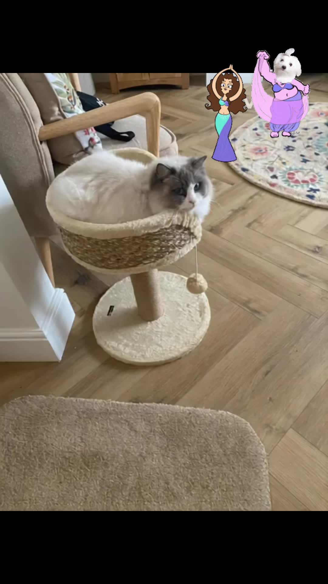 @Daisy The Cat