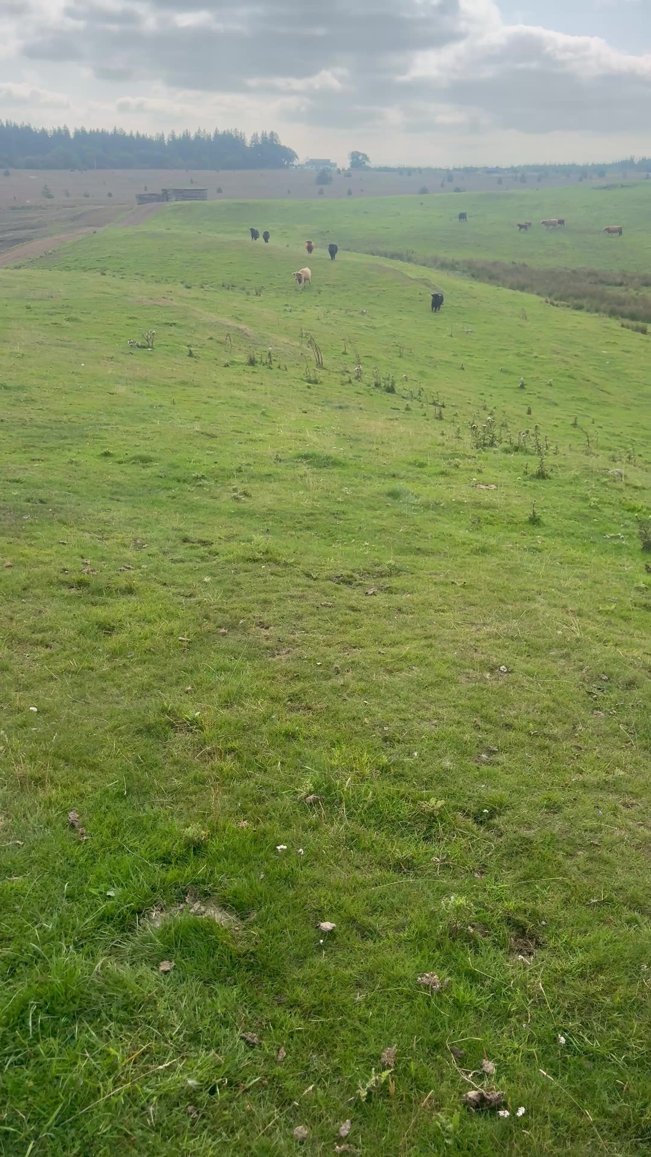 @Highland Coo Clan