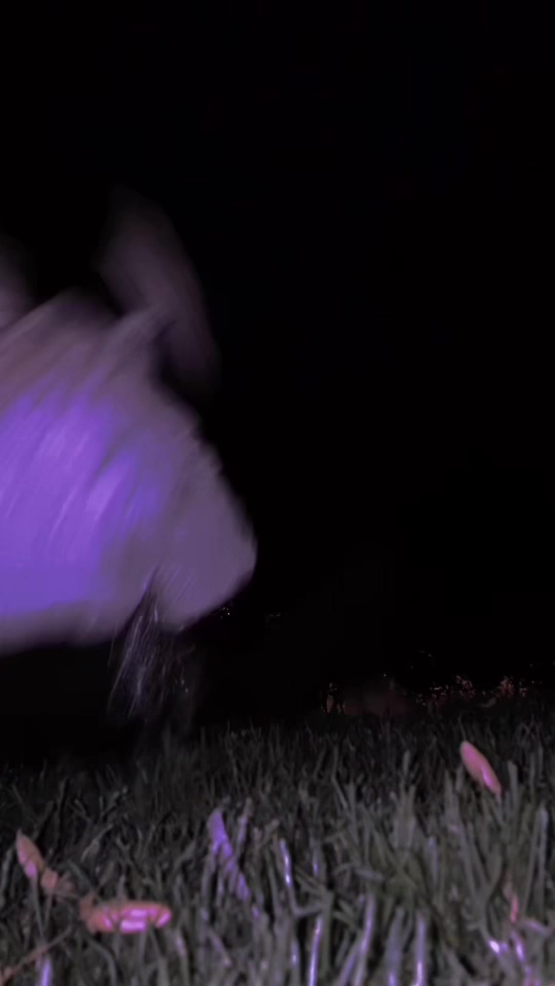@Lily Pikachu