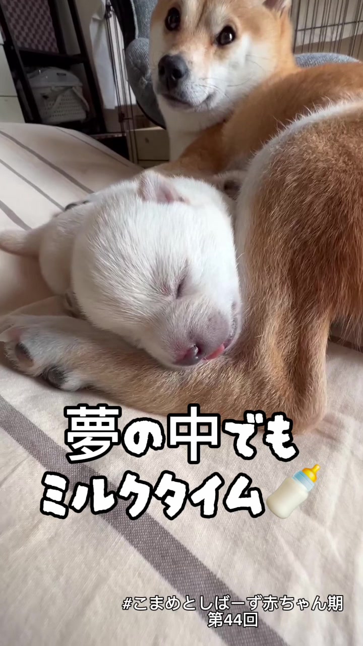 @こまめとしばーず🐾