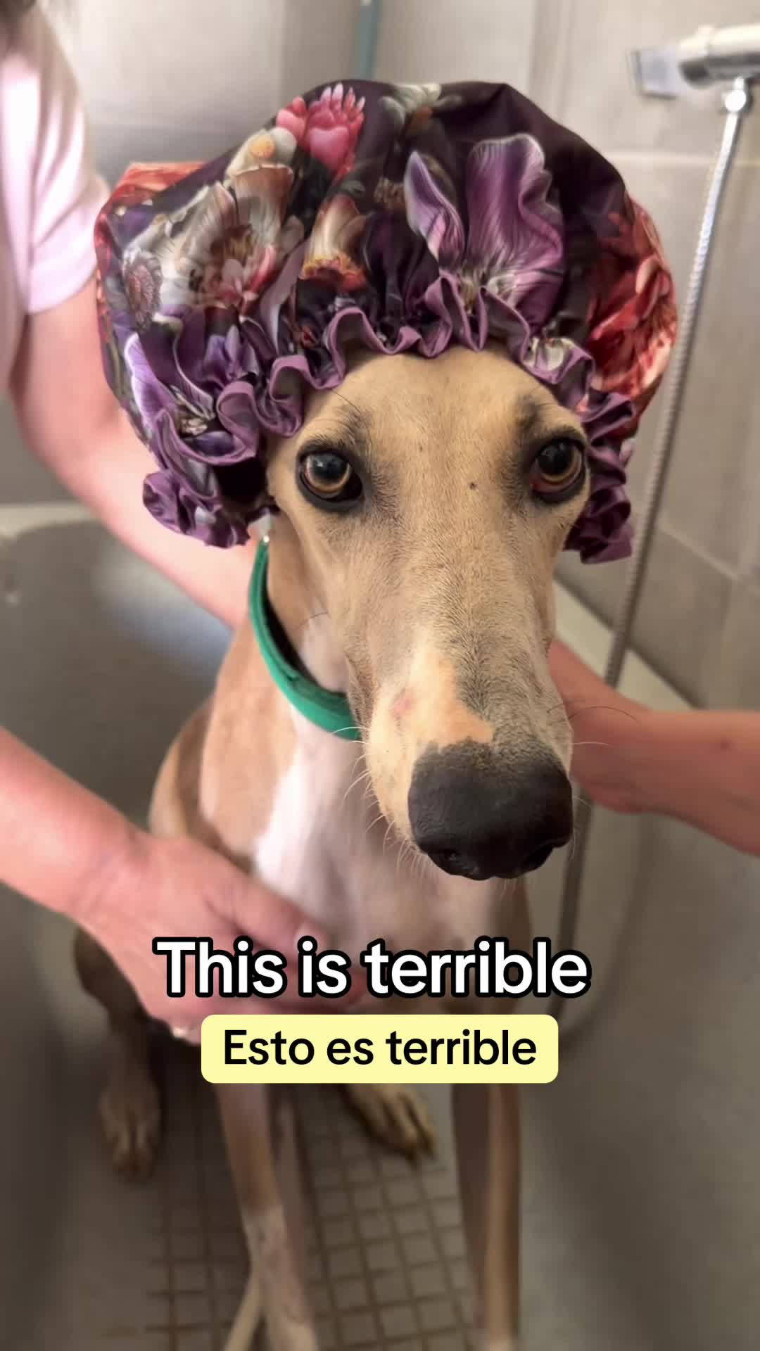 @Galgos del Sol